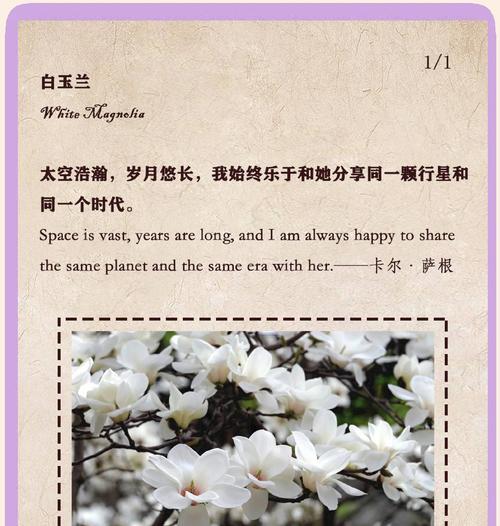 尊敬代表的花语是什么？尊敬的寓意有哪些？