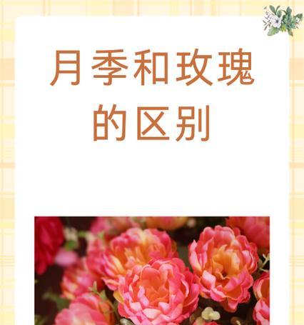 不同玫瑰的花语是什么？不同玫瑰的寓意有哪些？