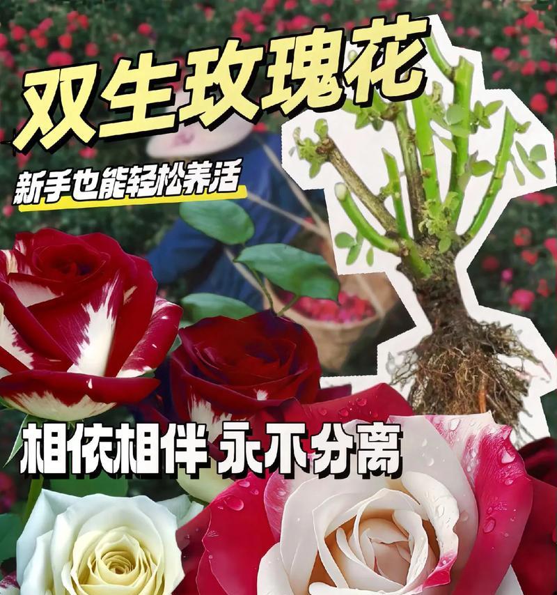 不同玫瑰的花语是什么？不同玫瑰的寓意有哪些？