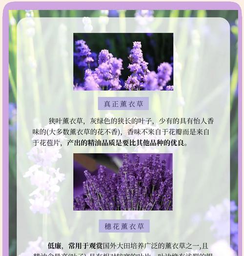 薰衣草花语的感悟是什么？薰衣草的寓意有哪些？