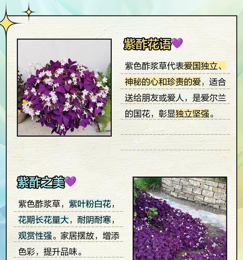 芙蓉酢浆草的花语是什么？芙蓉酢浆草的寓意有哪些？