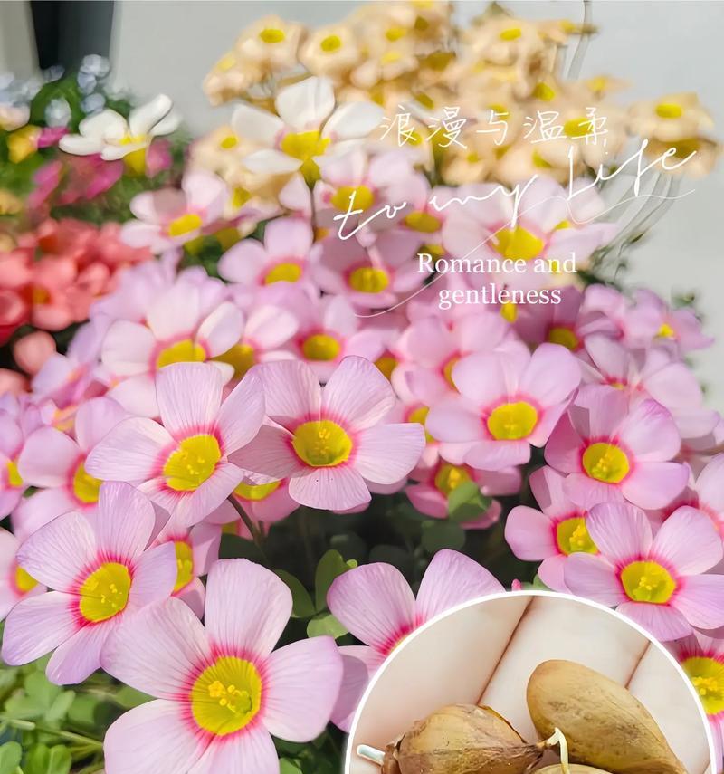 芙蓉酢浆草的花语是什么？芙蓉酢浆草的寓意有哪些？