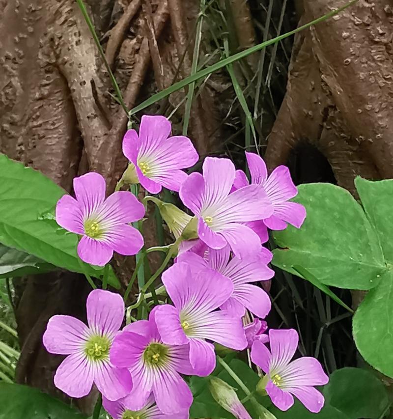 芙蓉酢浆草的花语是什么？芙蓉酢浆草的寓意有哪些？