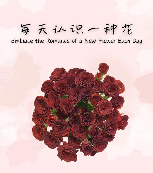 花卉巧克力代表的花语有哪些？
