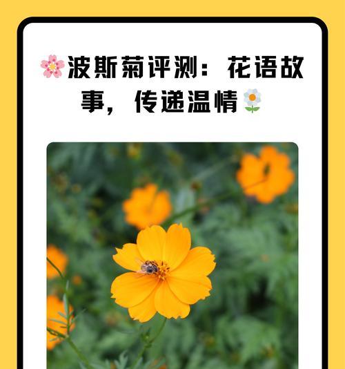 花卉巧克力代表的花语有哪些？