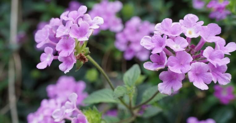 花都的花语代表了什么？