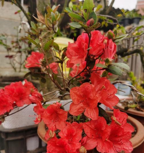 红色花卉的花语通常代表什么？