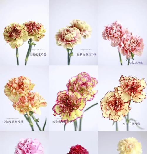 不同颜色康乃馨的花语分别是什么？