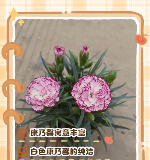 不同颜色康乃馨的花语分别是什么？