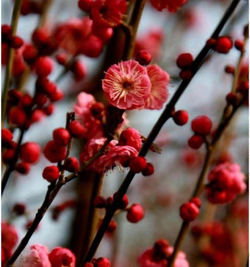 梅花的花语代表了什么？