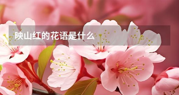映山红的花语是什么？