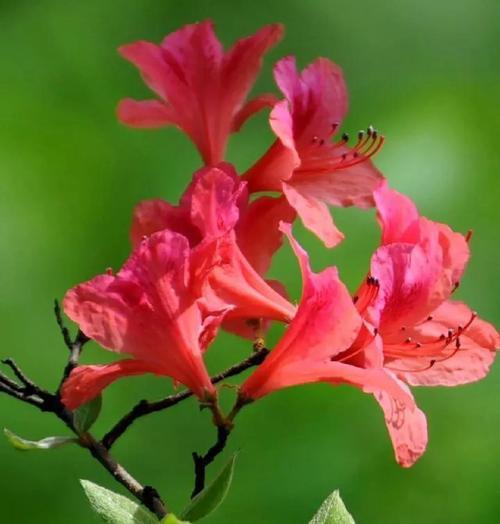 映山红的花语是什么？