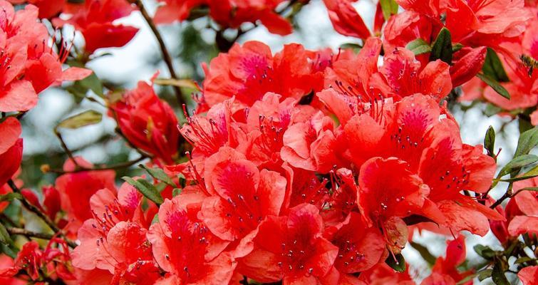 映山红的花语是什么？