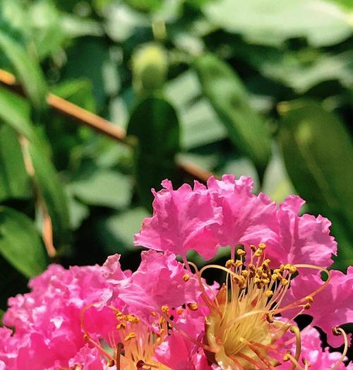 紫薇花的花语及其深层意义是什么？