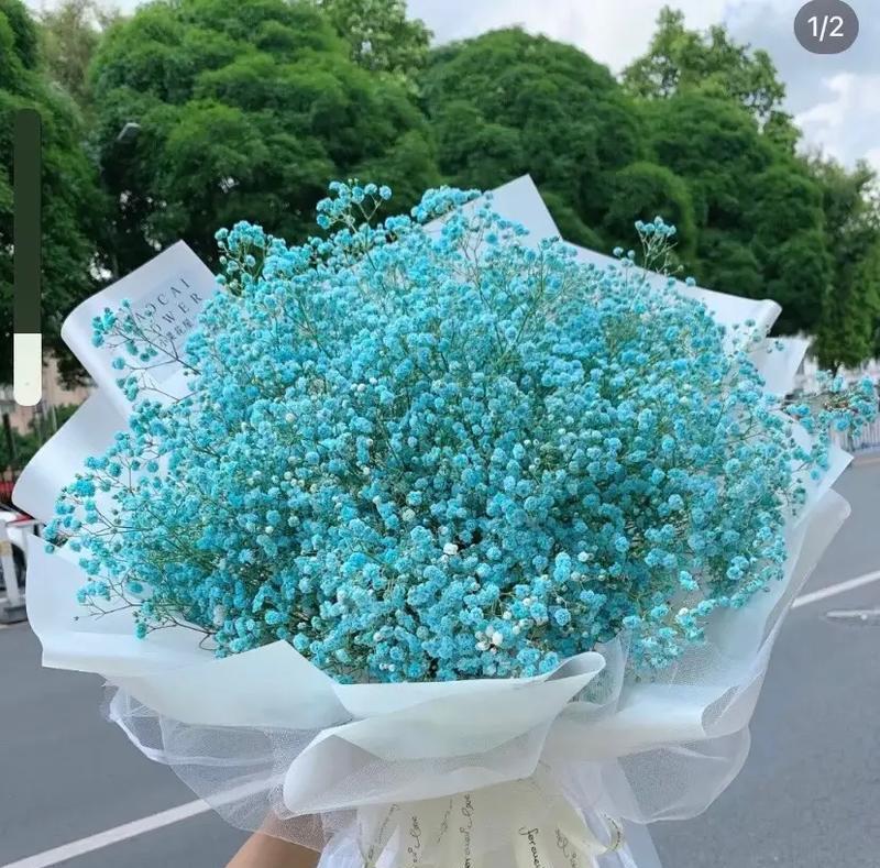 满天星的花语是什么？如何用满天星表达情感？
