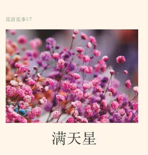 满天星的花语是什么？如何用满天星表达情感？