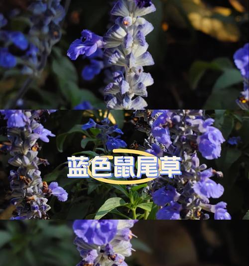 蓝草花语有何深意？蓝草在花语中代表什么？