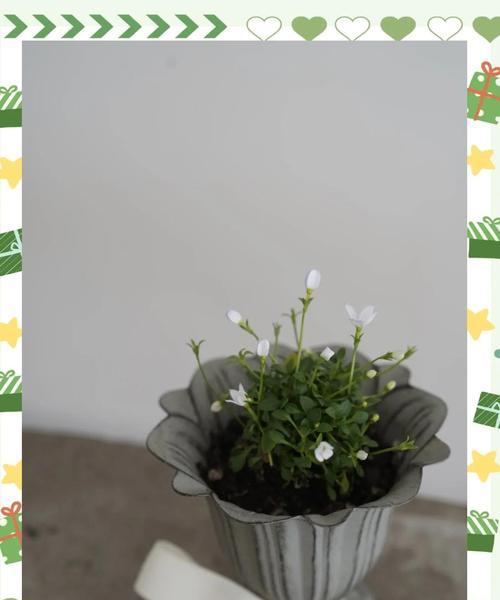 蓝草花语有何深意？蓝草在花语中代表什么？
