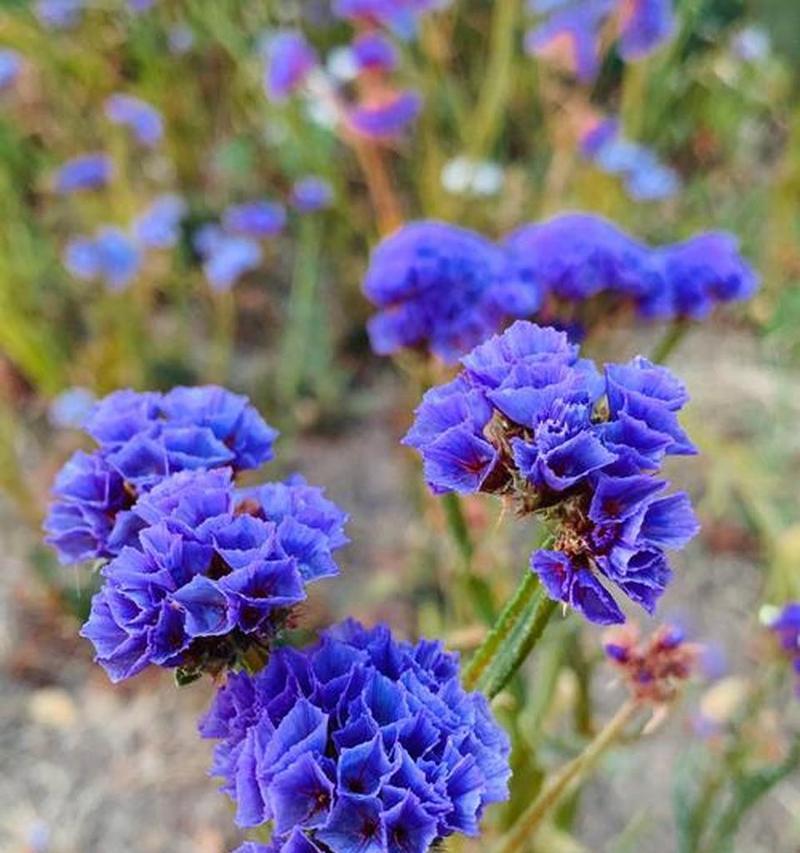 蓝草花语有何深意？蓝草在花语中代表什么？