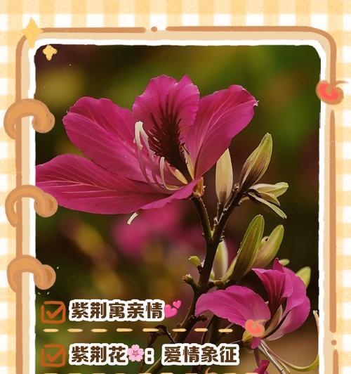 花草的花语有哪些？如何理解各种花草的含义？