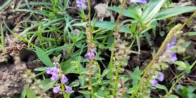 半枝莲的花语是什么？半枝莲背后有哪些传说故事？