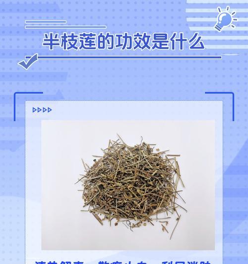 半枝莲的花语是什么？半枝莲背后有哪些传说故事？