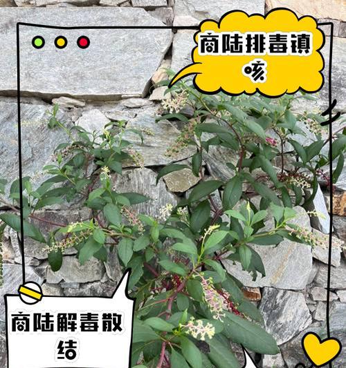 美洲商陆花语代表复仇吗？美洲商陆的花语含义是什么？