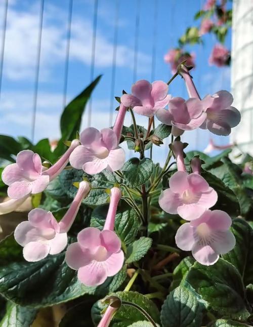家里养什么花好？增添几盆花能带来什么花语？