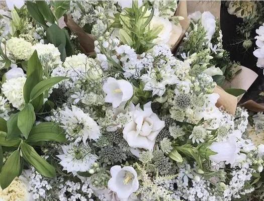 大星芹的花语代表什么？大星芹花语有何特别含义？
