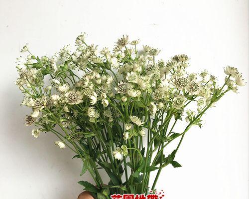 大星芹的花语代表什么？大星芹花语有何特别含义？