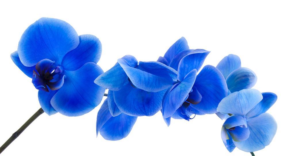 蓝色兰花的花语是什么？开蓝色兰花代表什么？