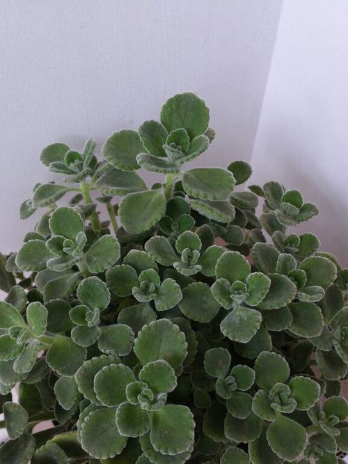 碰碰香的花语有何特别？碰碰香代表了什么？