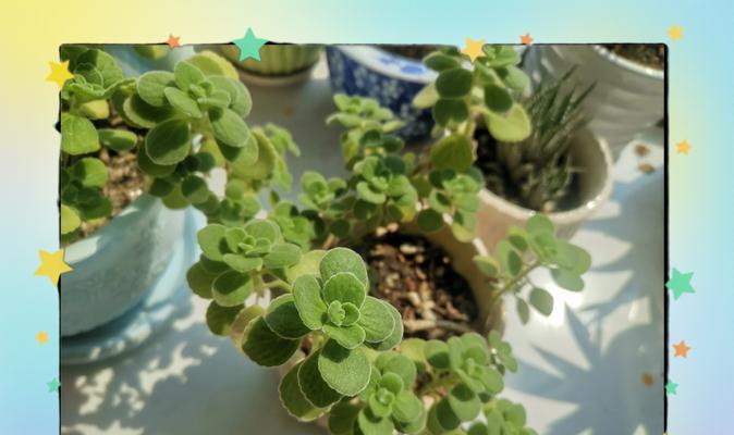 碰碰香的花语有何特别？碰碰香代表了什么？