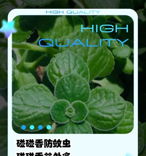 碰碰香的花语有何特别？碰碰香代表了什么？