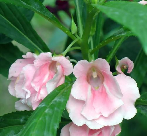 凤仙花的花语是什么？凤仙花的寓意有哪些？