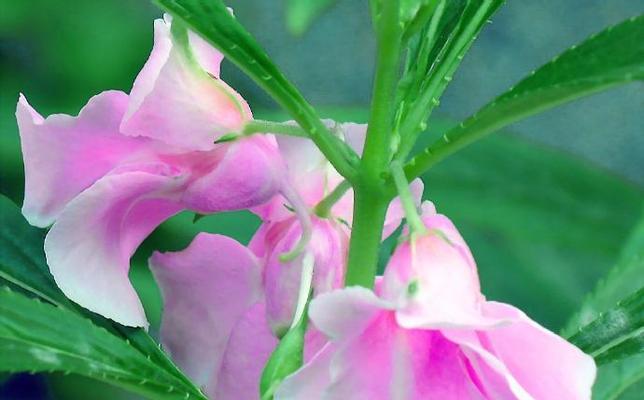 凤仙花的花语是什么？凤仙花的寓意有哪些？