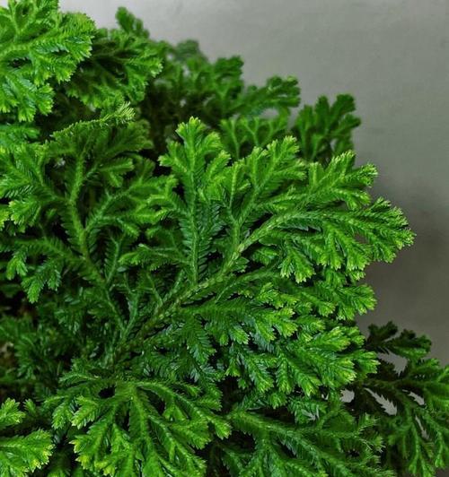 卷柏的花语有何特别之处？卷柏象征着什么？