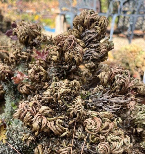 卷柏的花语有何特别之处？卷柏象征着什么？