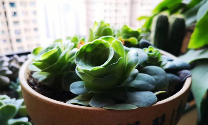 山地玫瑰的花语是什么？外文名称有哪些含义？