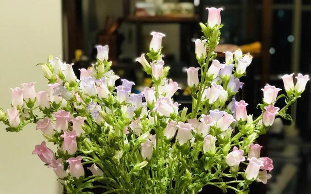 哪种花朵象征创造力？花语中代表创造的花朵有哪些？