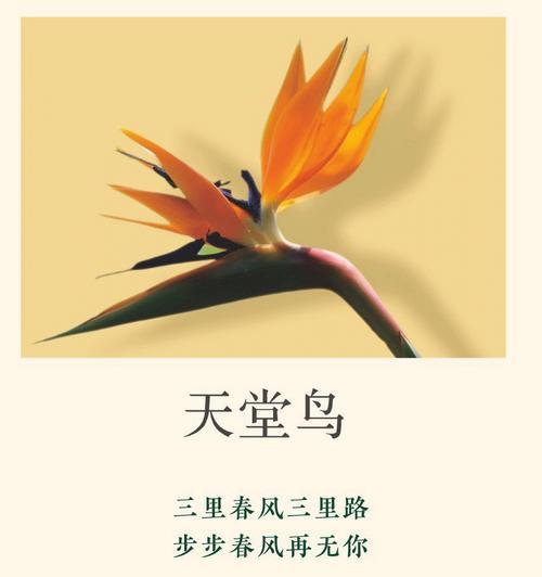 哪种花朵象征创造力？花语中代表创造的花朵有哪些？