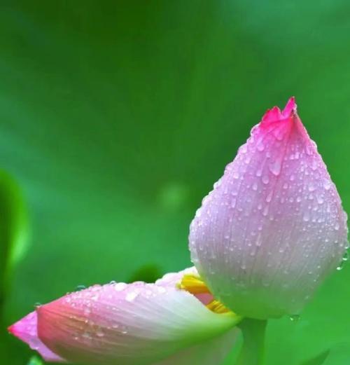 莲花的花语有哪些？莲花相关的优美句子是什么？