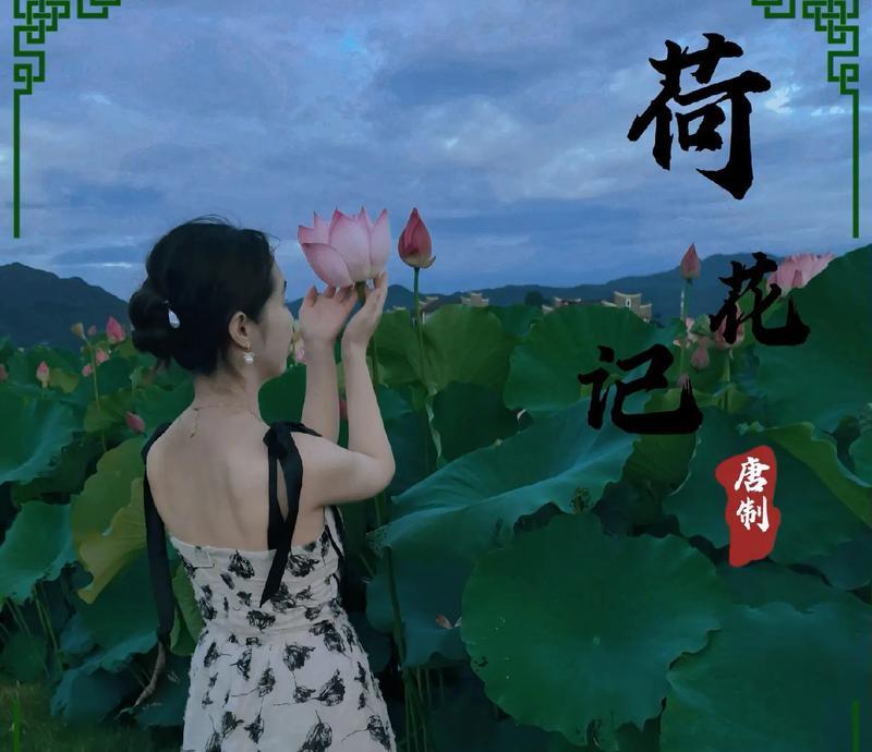 莲花的花语有哪些？莲花相关的优美句子是什么？