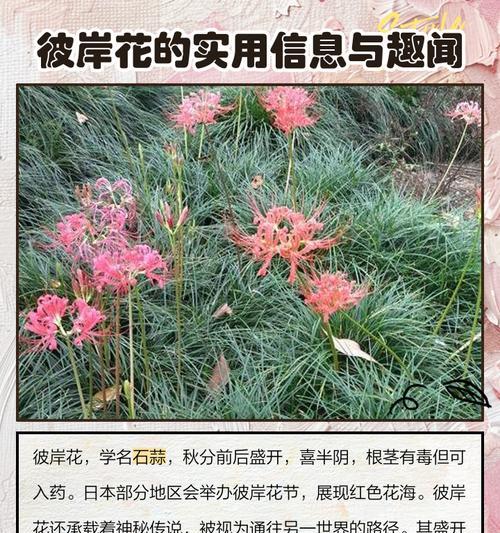 彼岸花的花语是什么？手绘彼岸花有哪些独特之处？