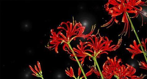 彼岸花的花语是什么？手绘彼岸花有哪些独特之处？