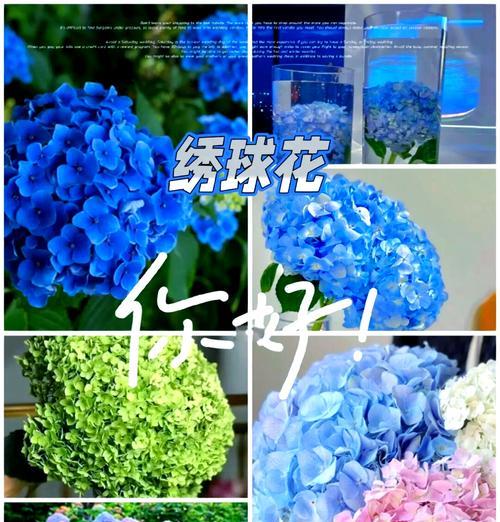 蓝色绣球花的花语是什么？它代表了哪些情感？