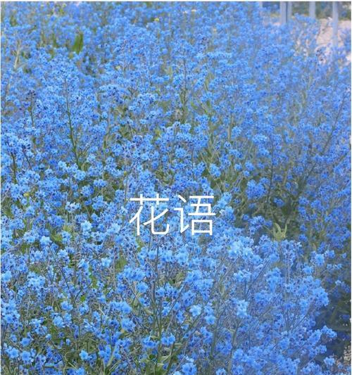 蓝色绣球花的花语是什么？它代表了哪些情感？