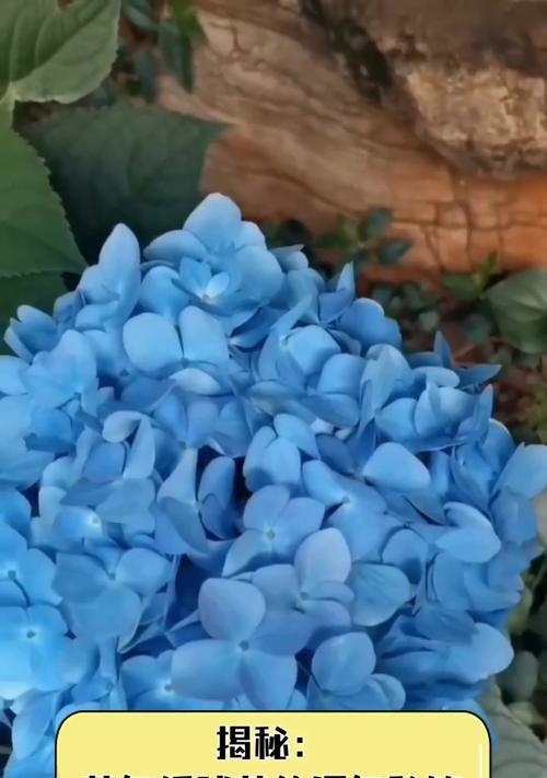 蓝色绣球花的花语是什么？它代表了哪些情感？