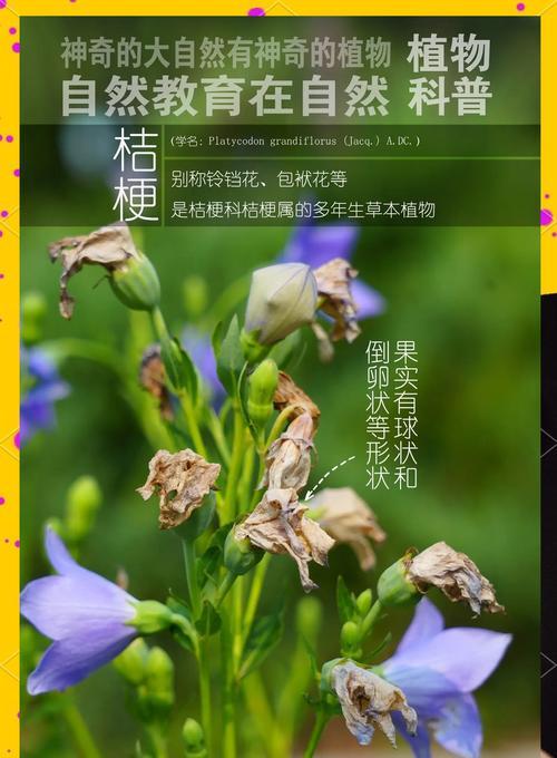 菊花和桔梗的花语分别是什么？它们有何不同？