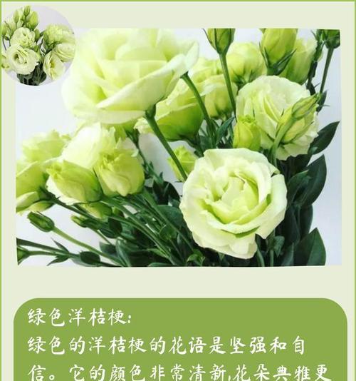菊花和桔梗的花语分别是什么？它们有何不同？